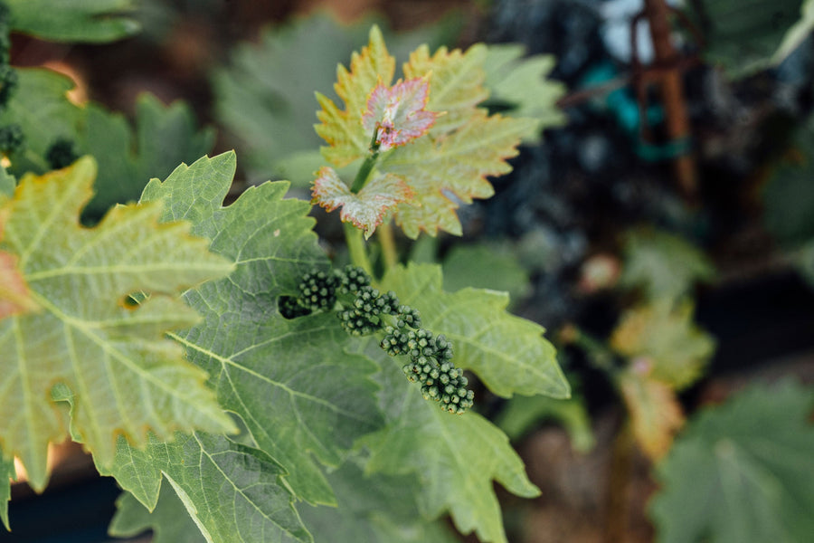 Quarterly Notes: Spring