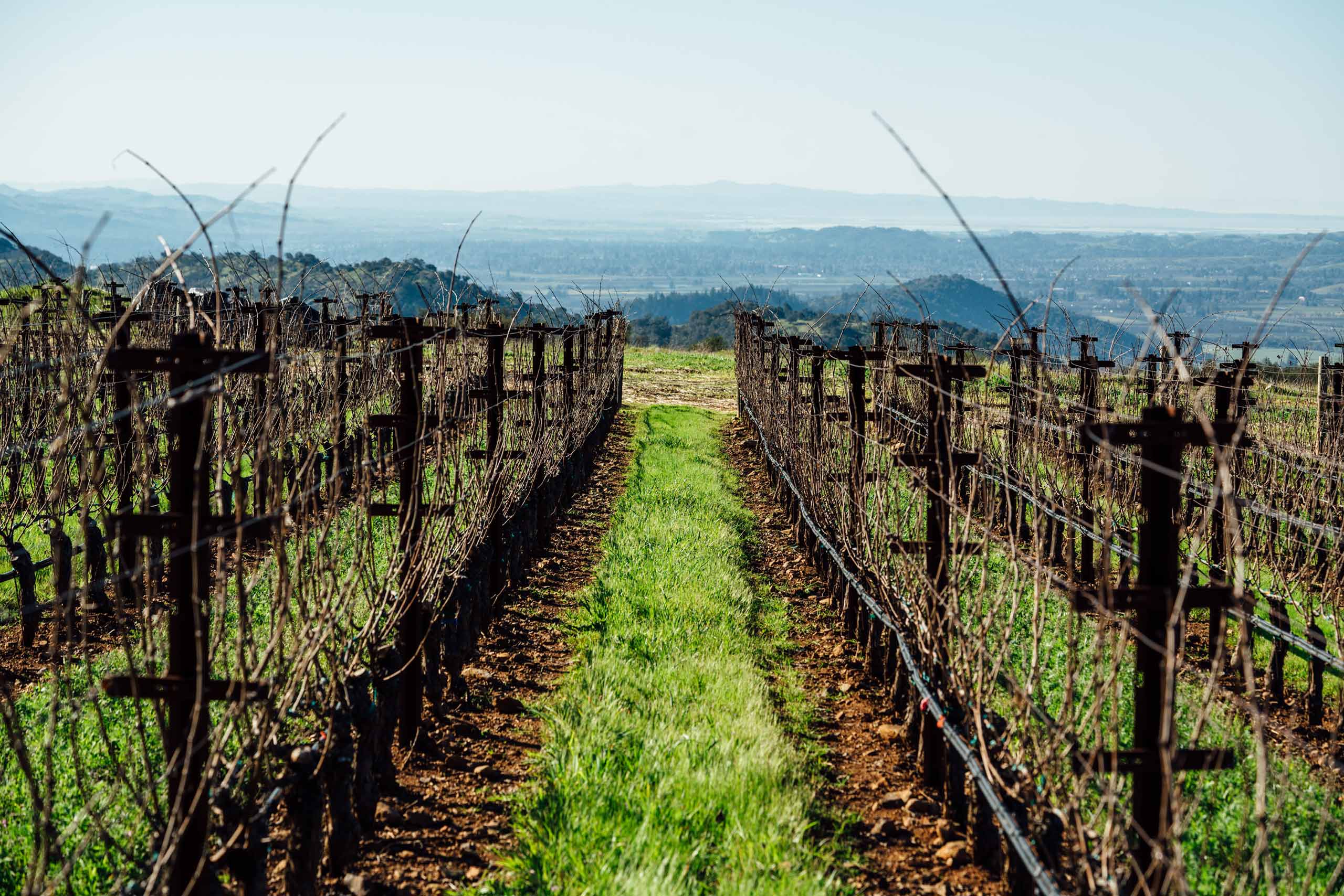 Winter in the vineyard